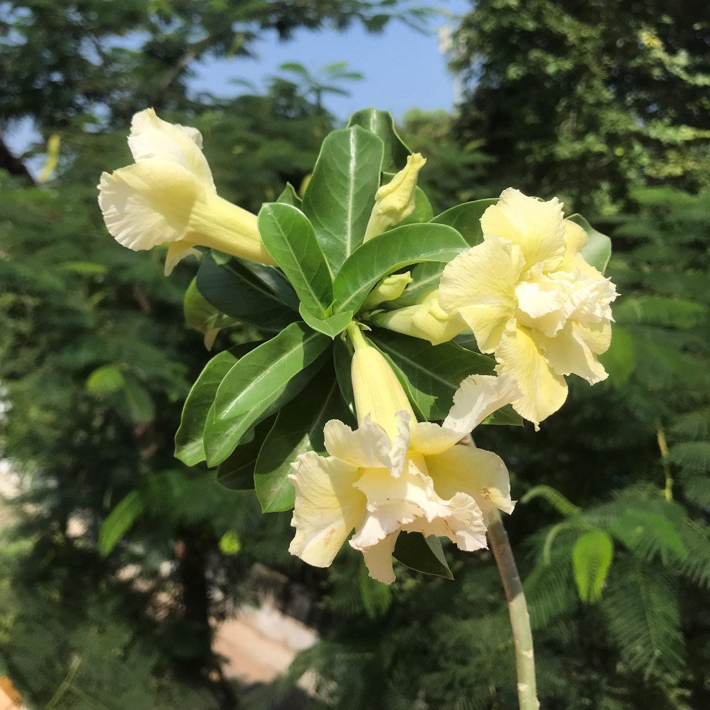 Majestic Volcano Adenium Plant - myBageecha