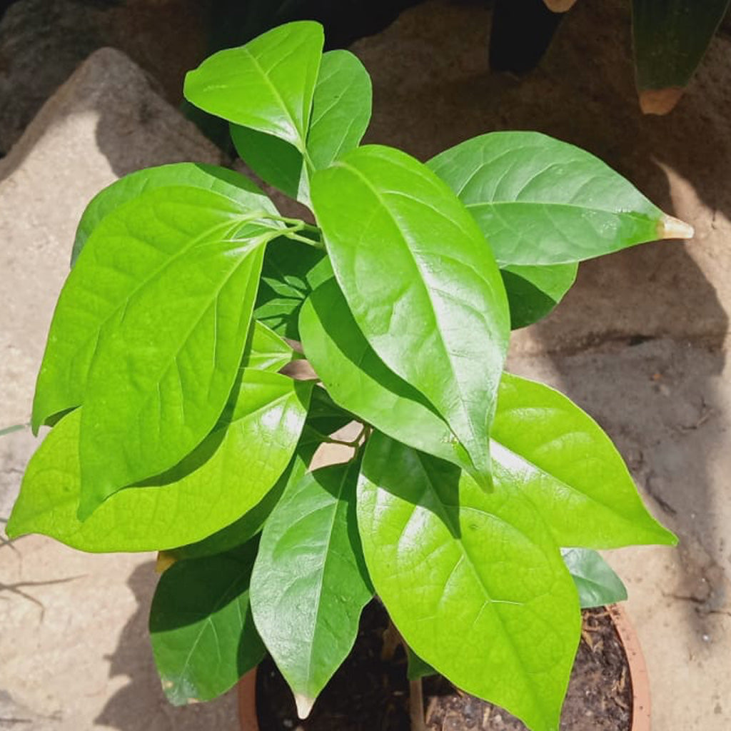 Garlic Vine Plant - myBageecha