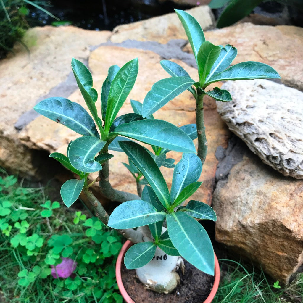 Adenium Arabicum - PNB Plant - myBageecha