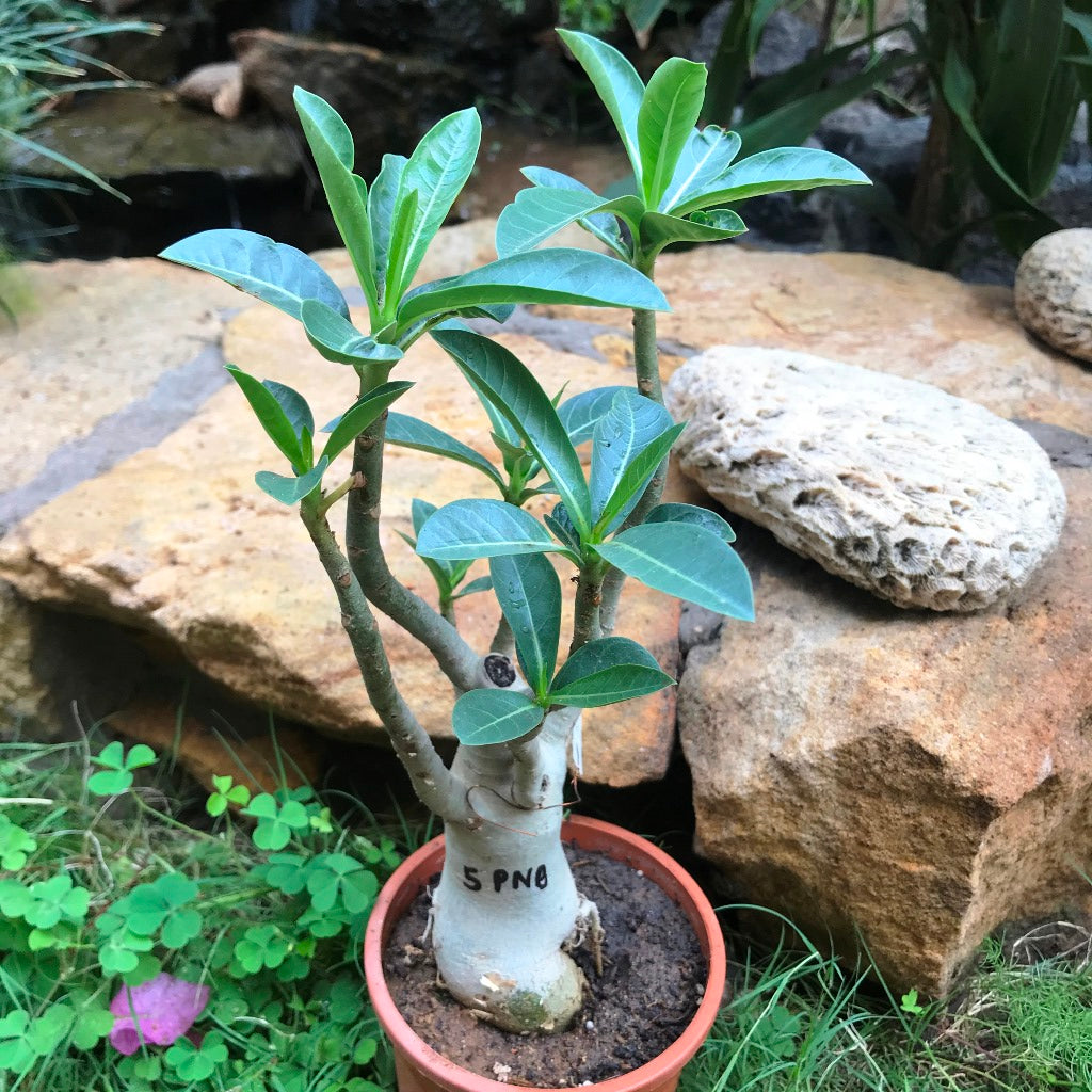Adenium Arabicum - PNB Plant - myBageecha