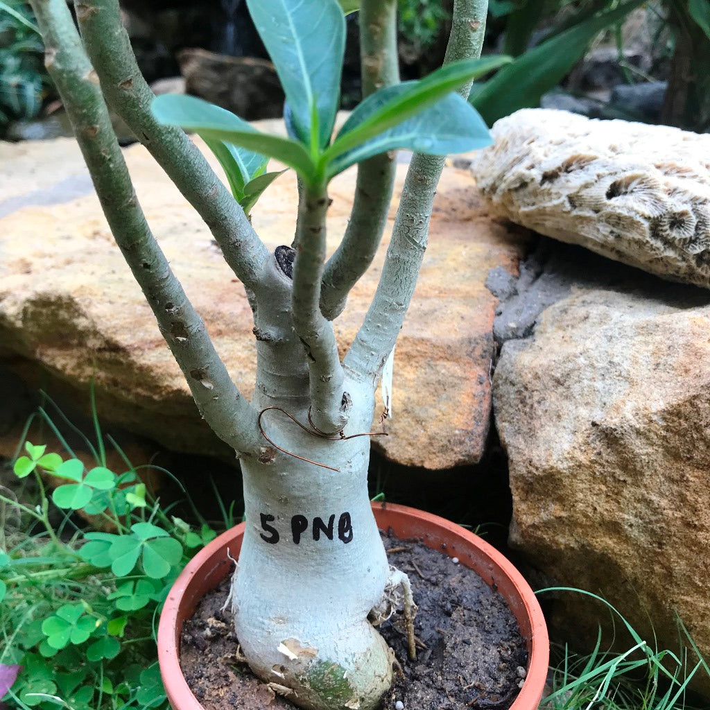 Adenium Arabicum - PNB Plant - myBageecha
