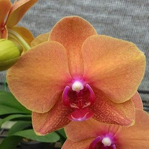 Phalaenopsis-514 - myBageecha