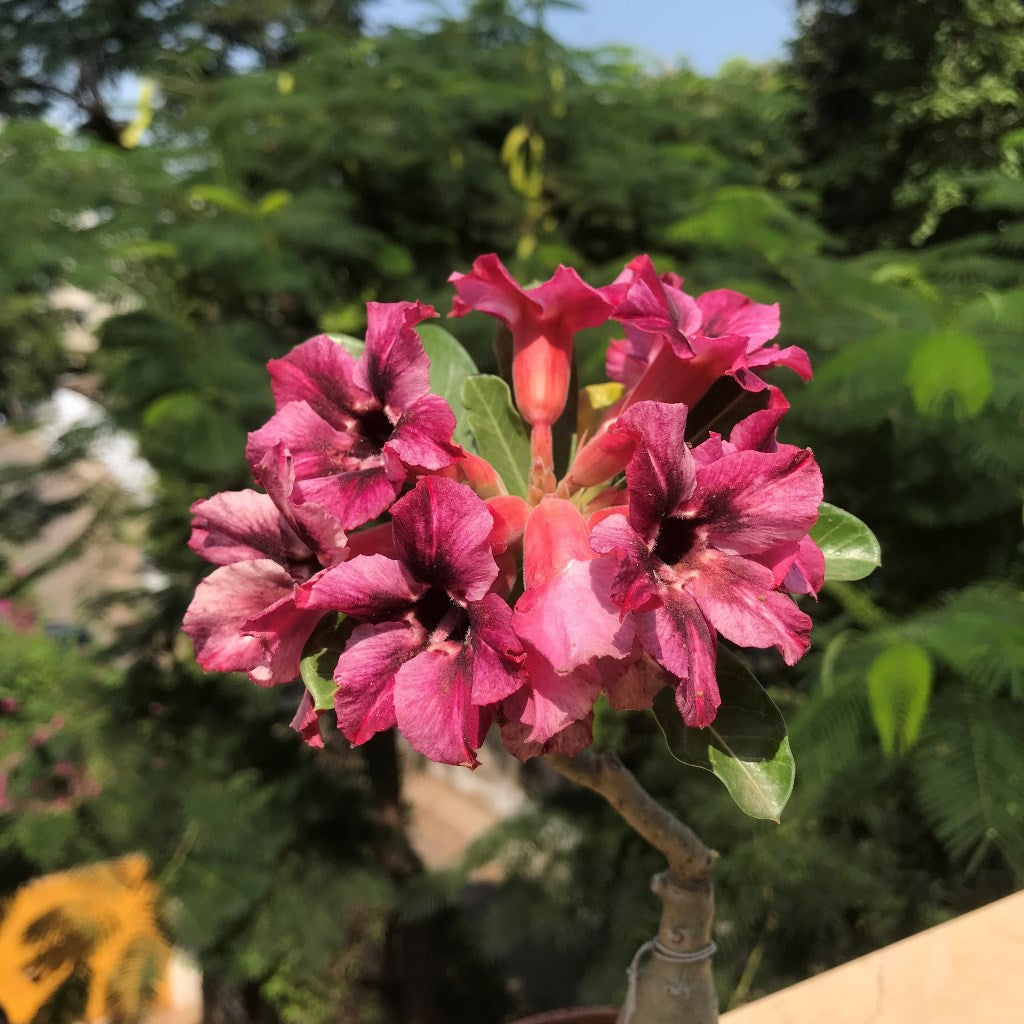 Purple Pentagon Adenium Plant - myBageecha