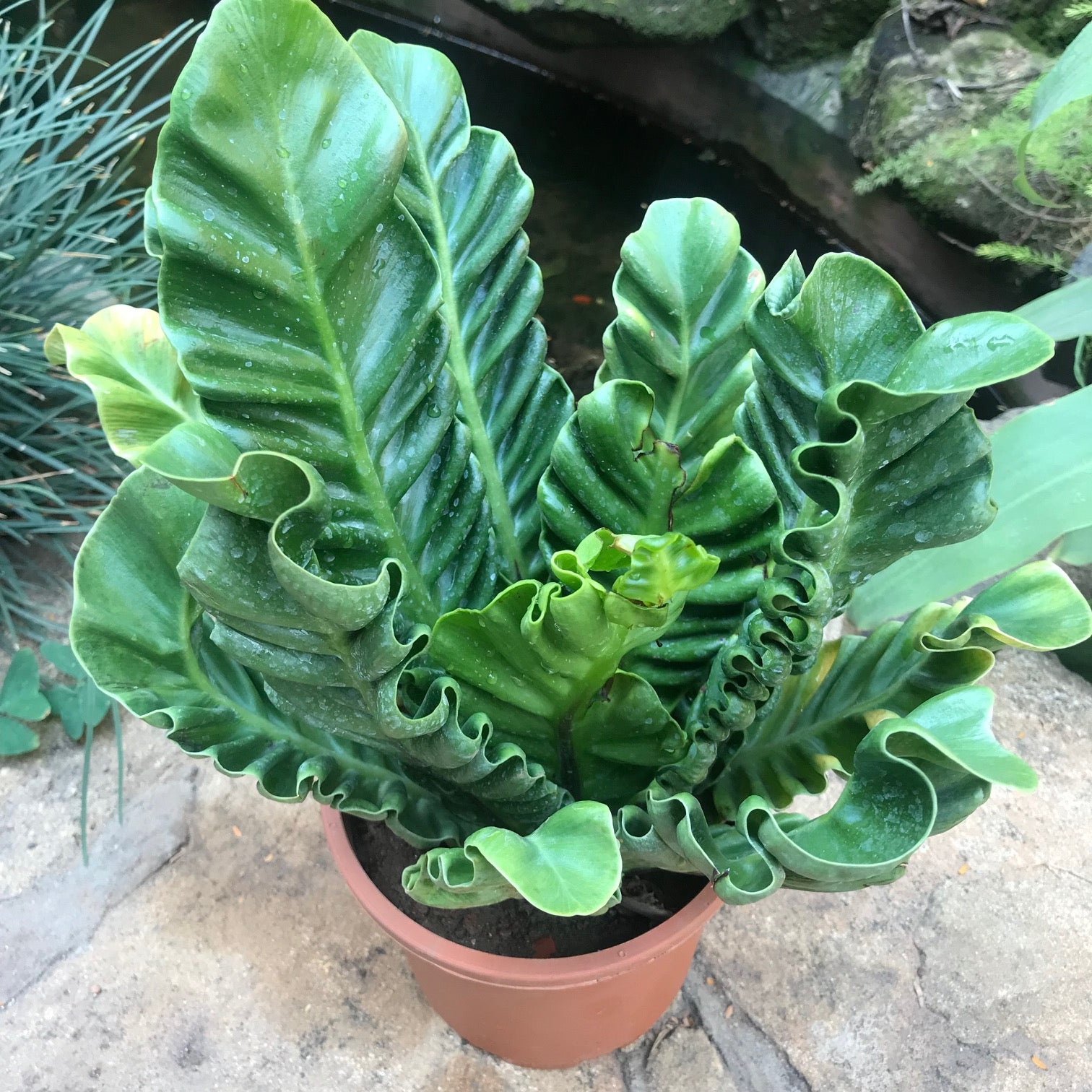 Asplenium Nidus Cobra Fern Plant - myBageecha