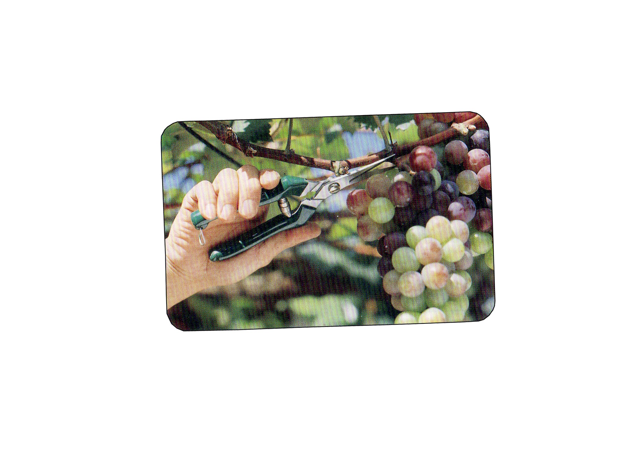 S.S Fruit Pruner Silver And Green with green grip