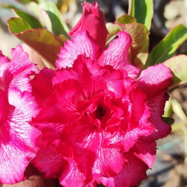 Double Harry Adenium Plant - myBageecha