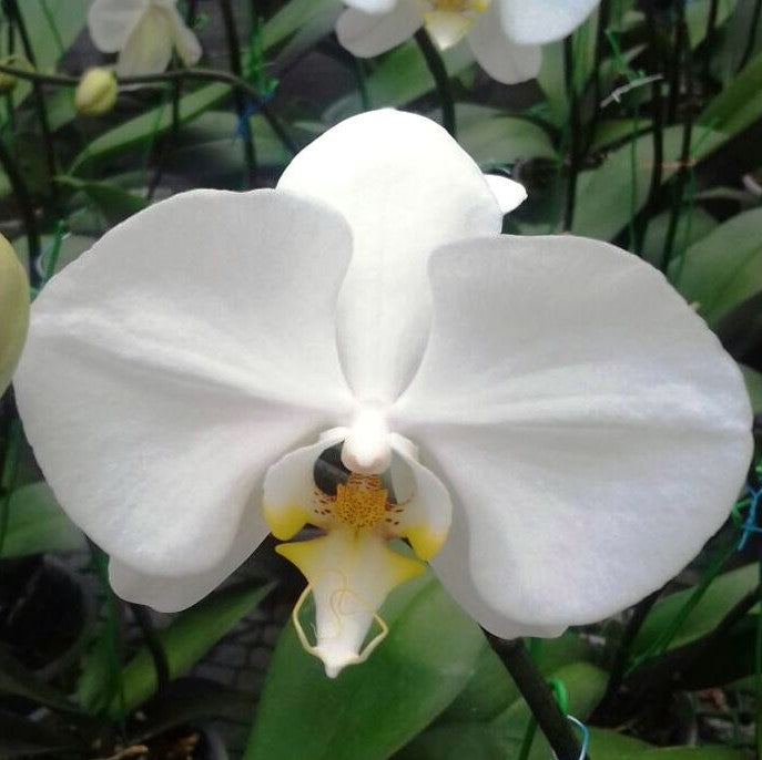 Phalaenopsis-999 - myBageecha