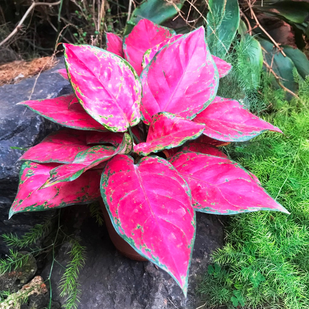 Aglaonema Red Elephant Plant – Indoor Colorful Evergreen Foliage – myBageecha