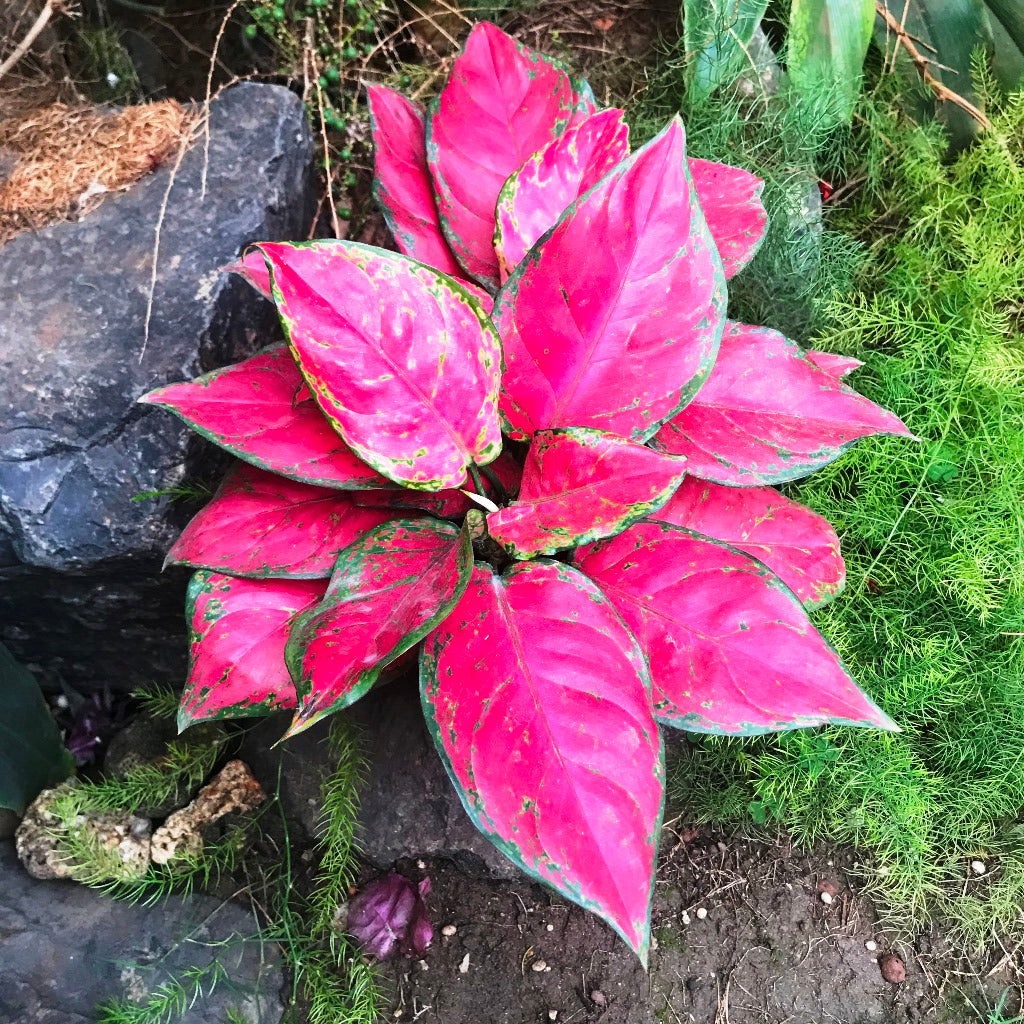 Aglaonema Red Elephant Plant – Deep Red Leaf Pattern Close-Up