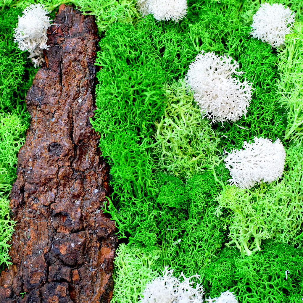 A Lichen Bog Preserved Moss Frame with Dark Wood - myBageecha