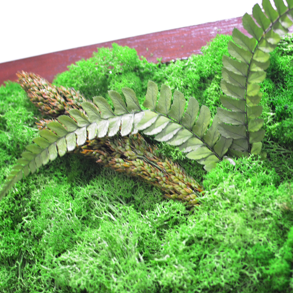 Preserved moss wall art, dark wood frame