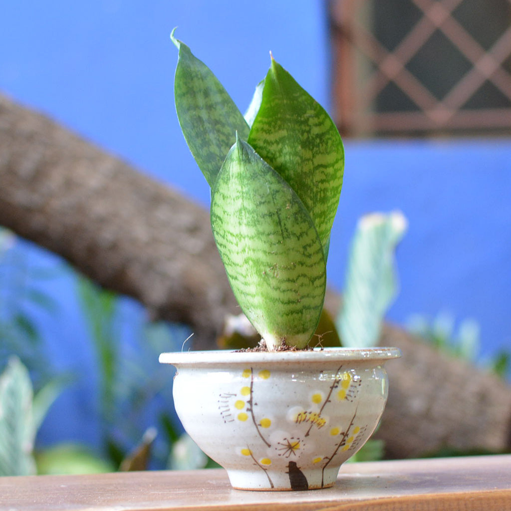 A Stormy Afternoon Ceramic Pot - myBageecha