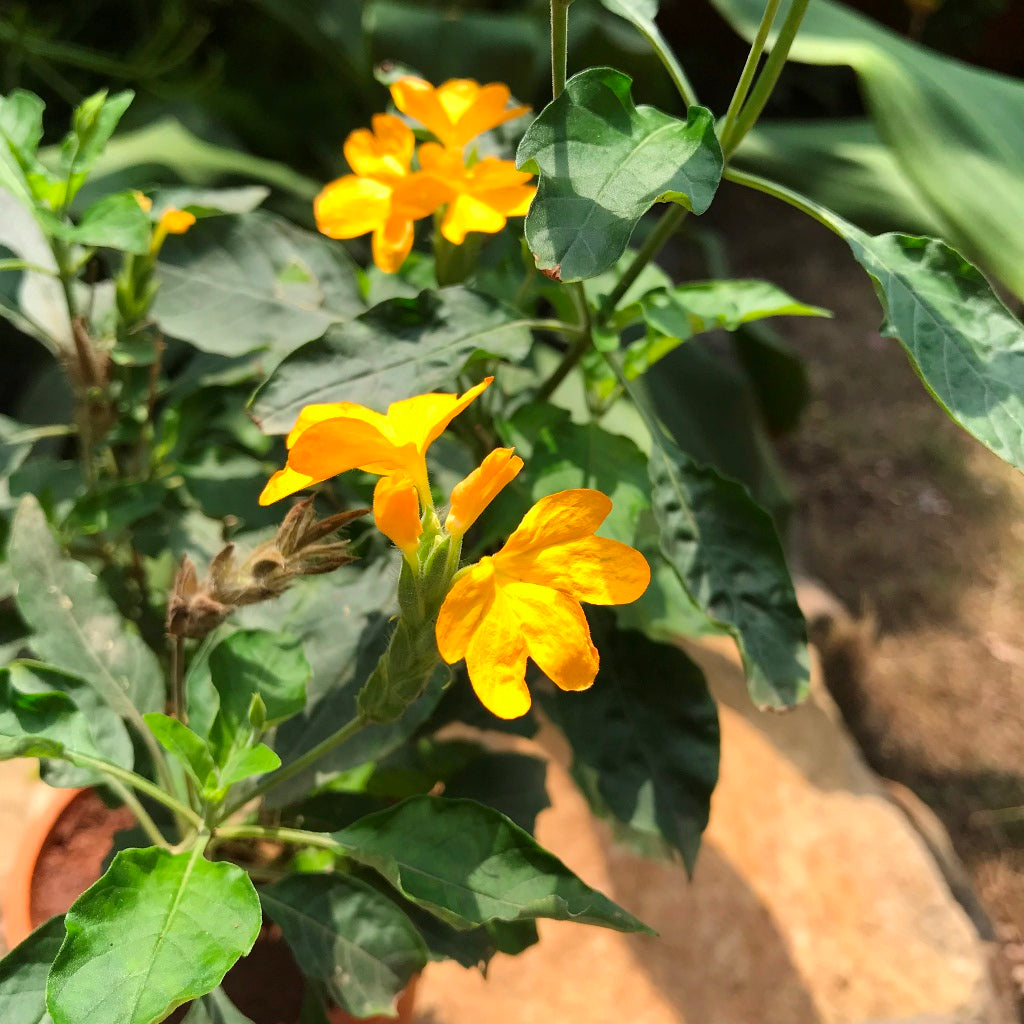 Aboli Arka Kanaka plant with vivid yellow flowers blooming through warm summer months