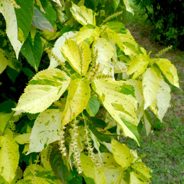Acalypha Wilkesiana Java White Plant – Variegated Evergreen Hedge Foliage for Garden Screening – myBageecha