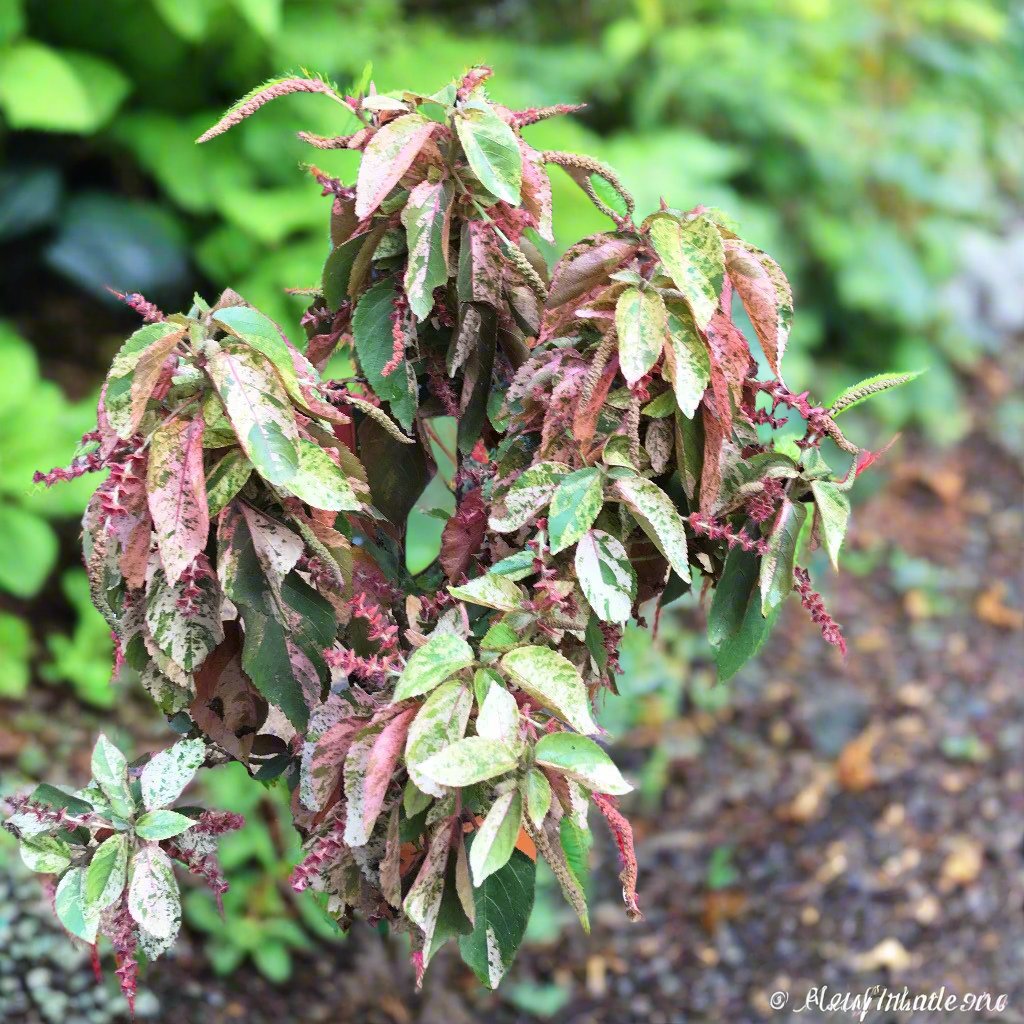 Acalypha Wilkesiana Beyond Paradise Plant – Evergreen Foliage Hedge Plant for Outdoor Screening – myBageecha