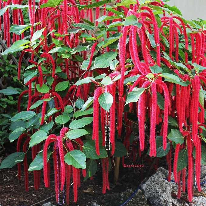 Acalypha Hispida Plant – Evergreen Foliage Plant for Balcony Hanging & Outdoor Green Décor – myBageecha