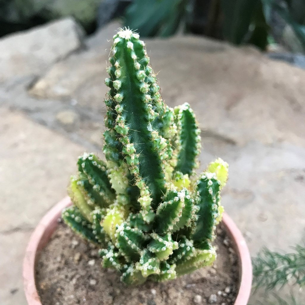 Acanthocereus Tetragonus Variagata Cactus Plant - myBageecha