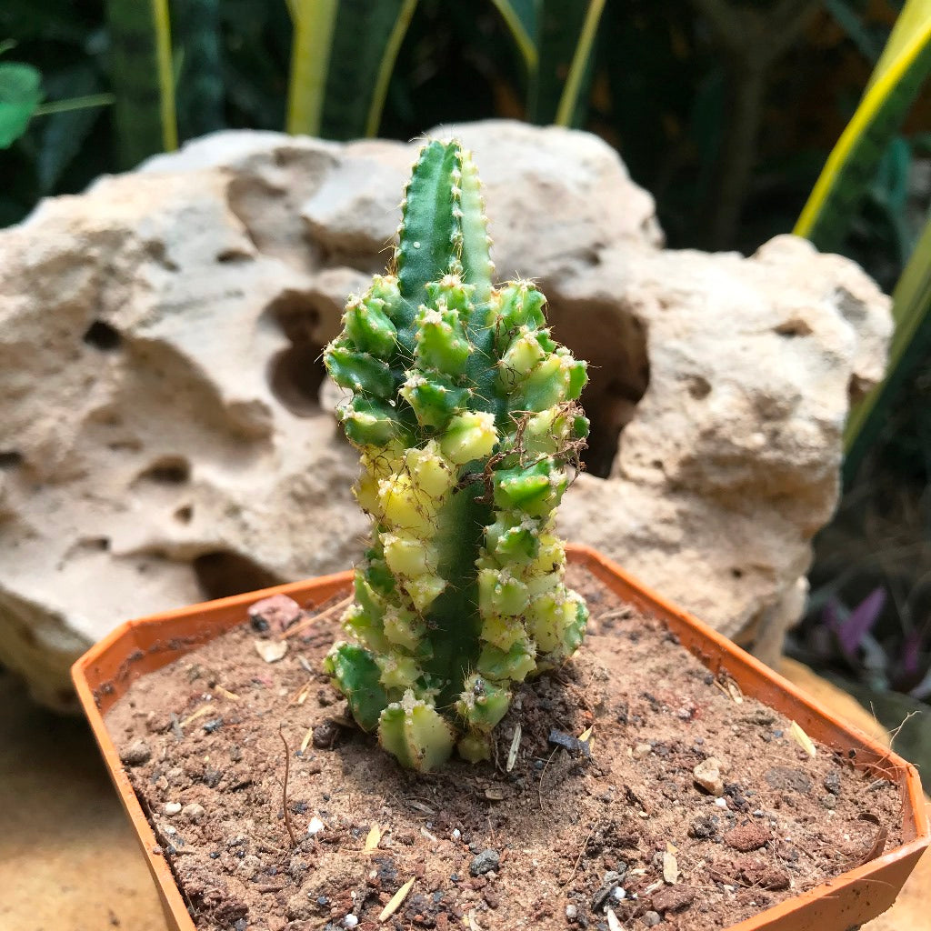 Acanthocereus Tetragonus Variagata Cactus Plant - myBageecha