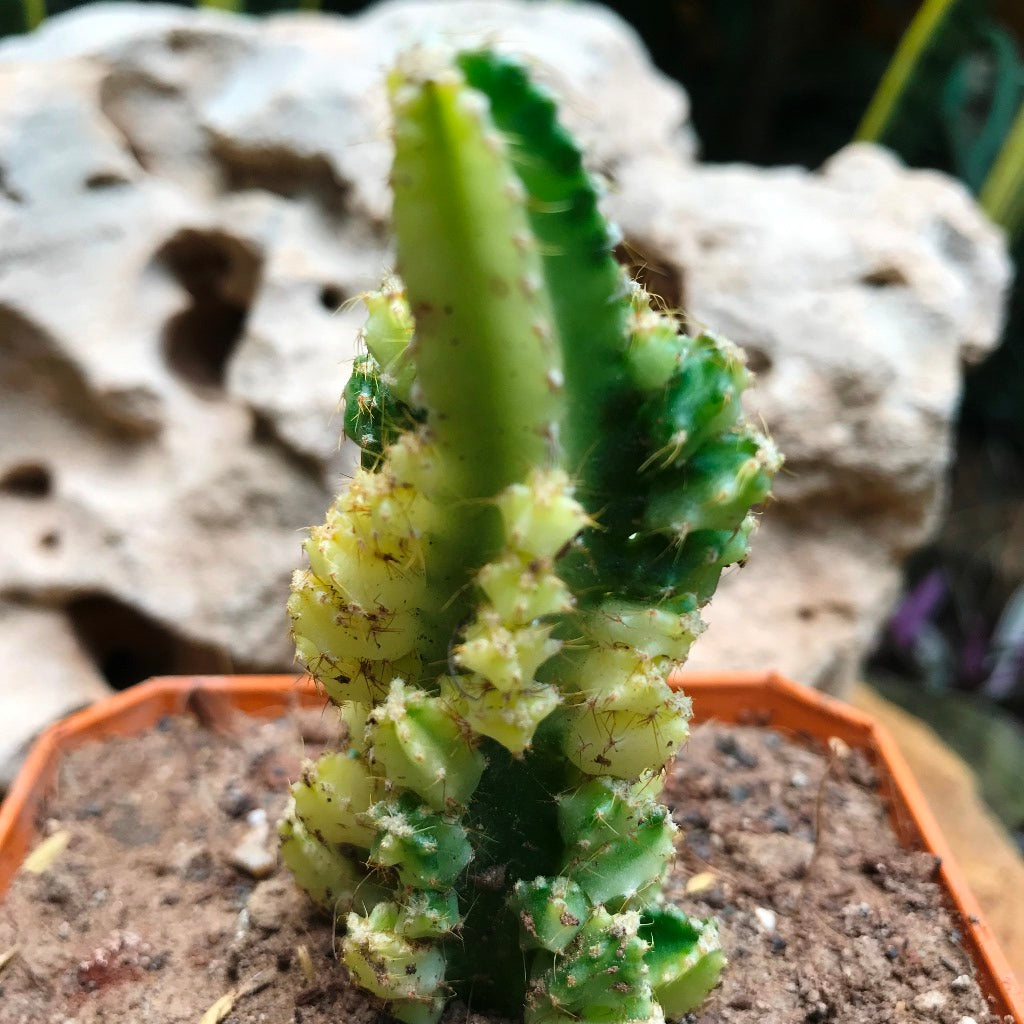 Acanthocereus Tetragonus Variagata Cactus Plant - myBageecha