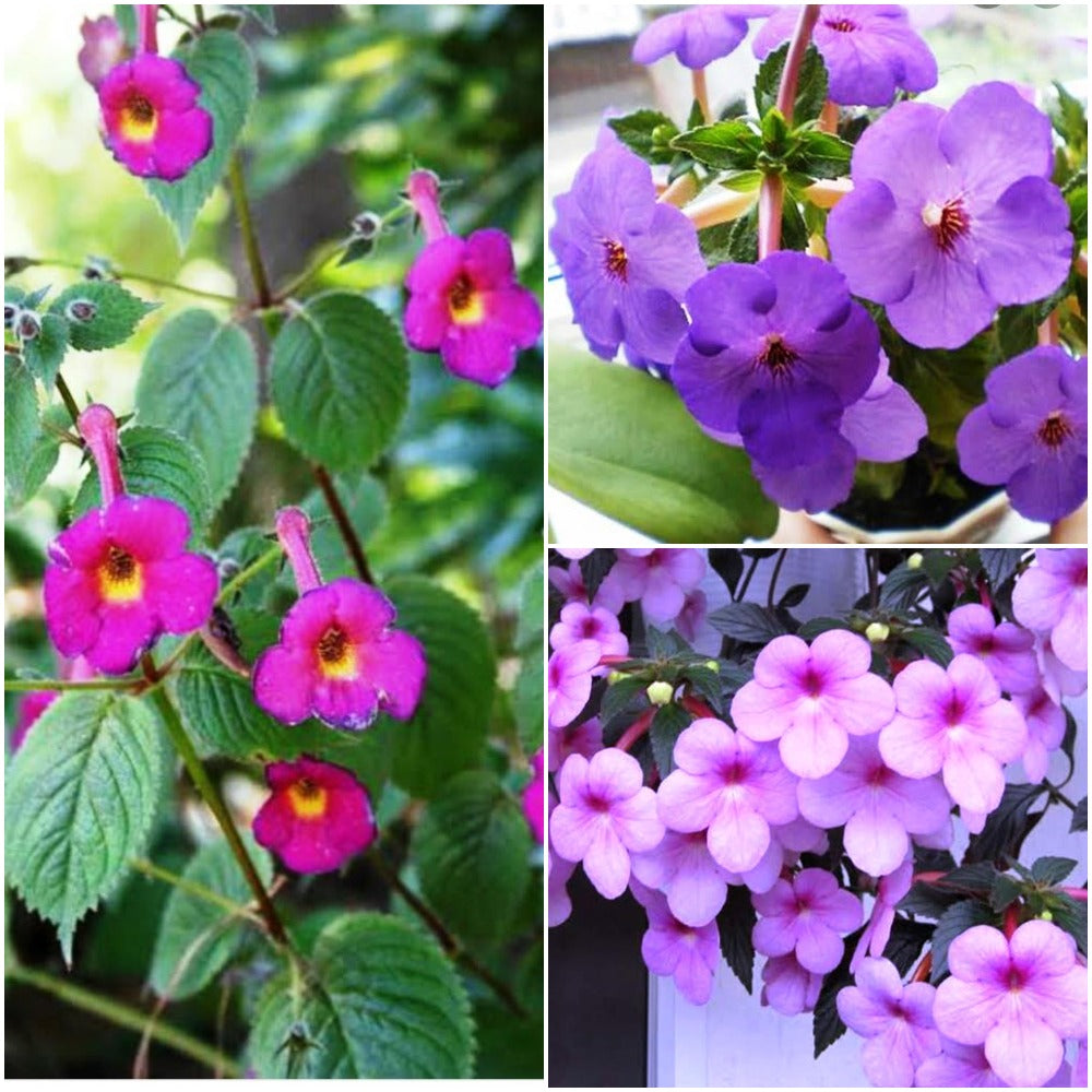 Achimenes Mixed Bulbs – Colourful Cascading Blooms