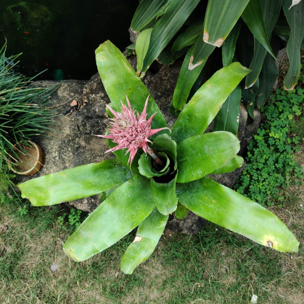 Aechmea Fasciata Plant - myBageecha