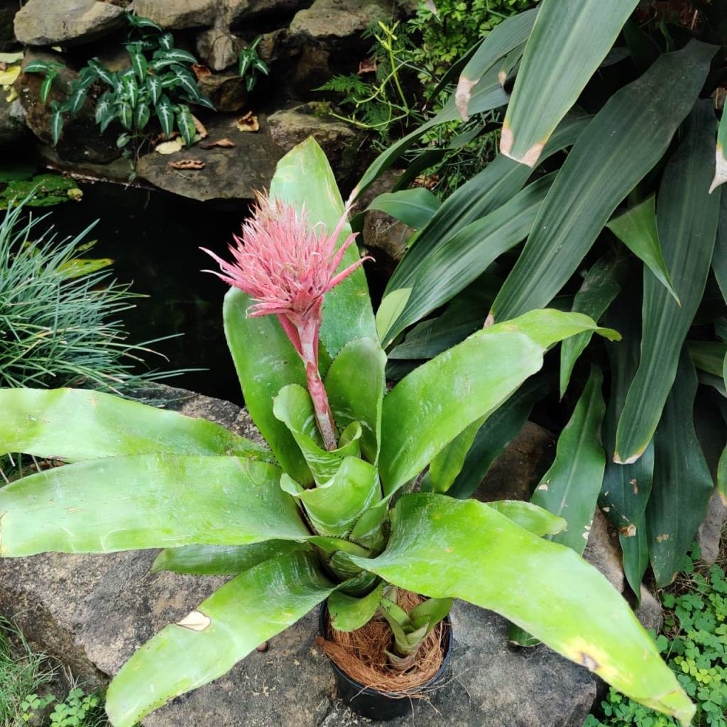 Aechmea Fasciata Plant - myBageecha