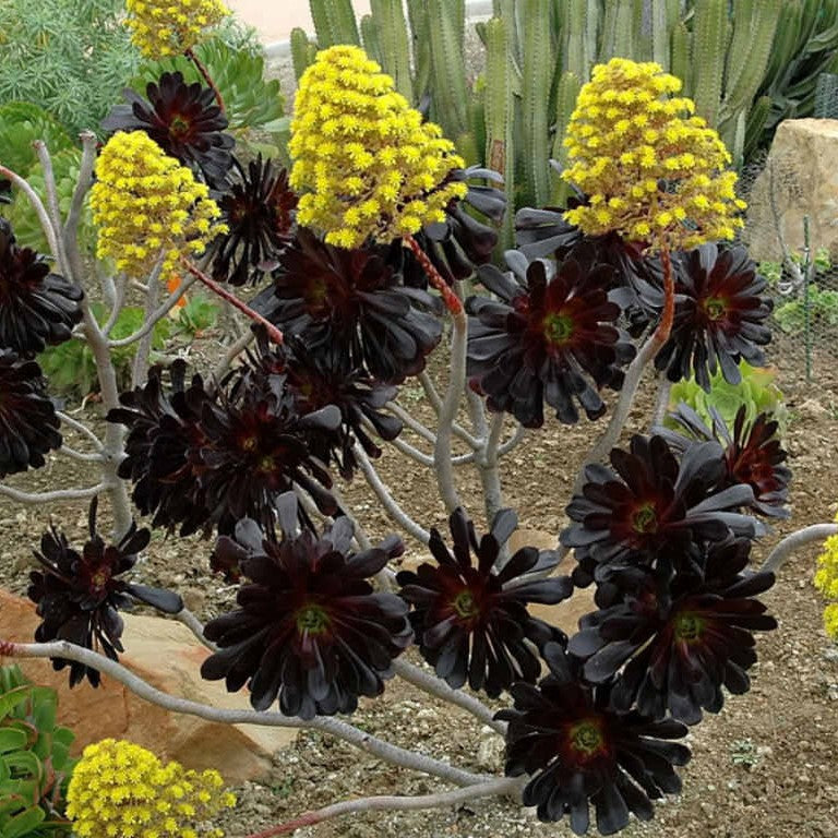 Aeonium Arboreum Zwartkop Succulent Plant - myBageecha