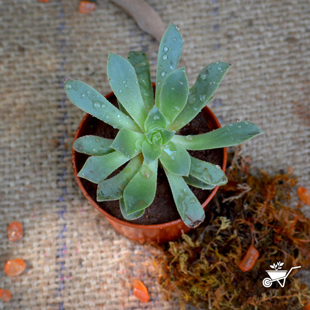 Aeonium Arboretum-Tree Aeonium Plants myBageecha - myBageecha