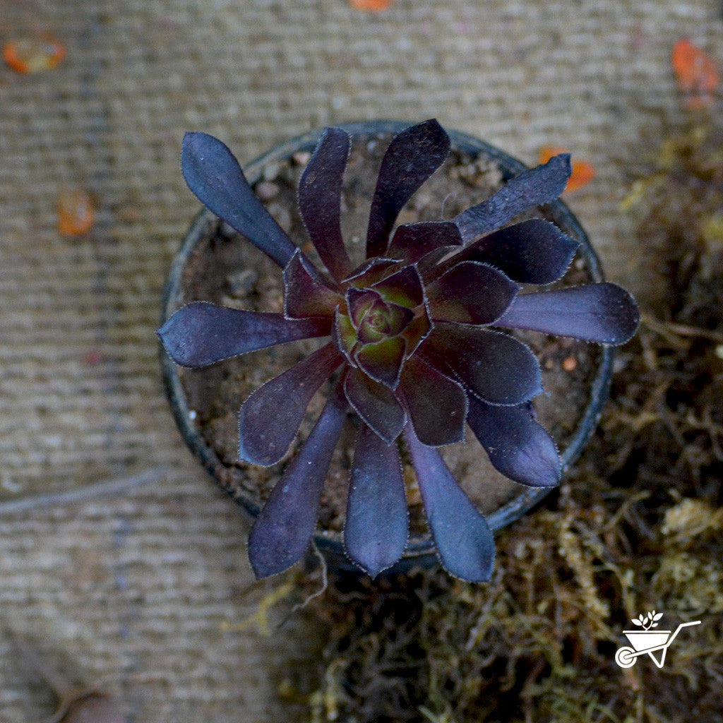 Aeonium Arboreum 'Zwartkop' Plants myBageecha - myBageecha