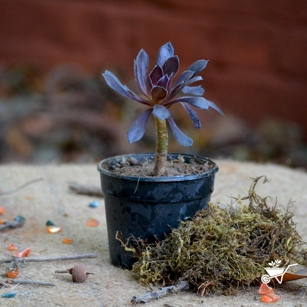 Aeonium Arboreum 'Zwartkop' Plants myBageecha - myBageecha