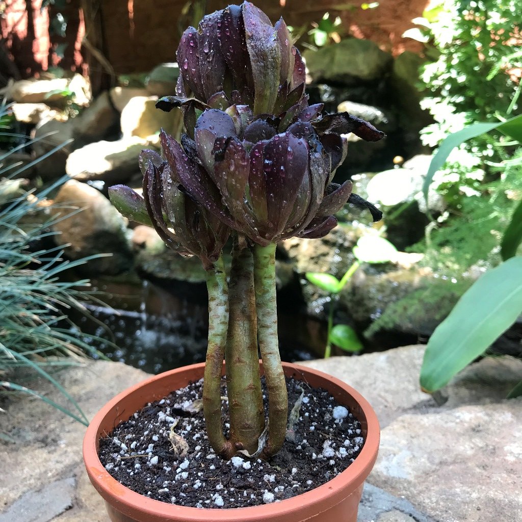 Aeonium Arboreum Zwartkop Succulent Plant - myBageecha