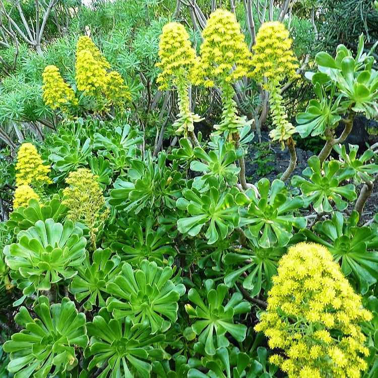 Aeonium Arboreum Tree Aeonium Succulent Plant - myBageecha