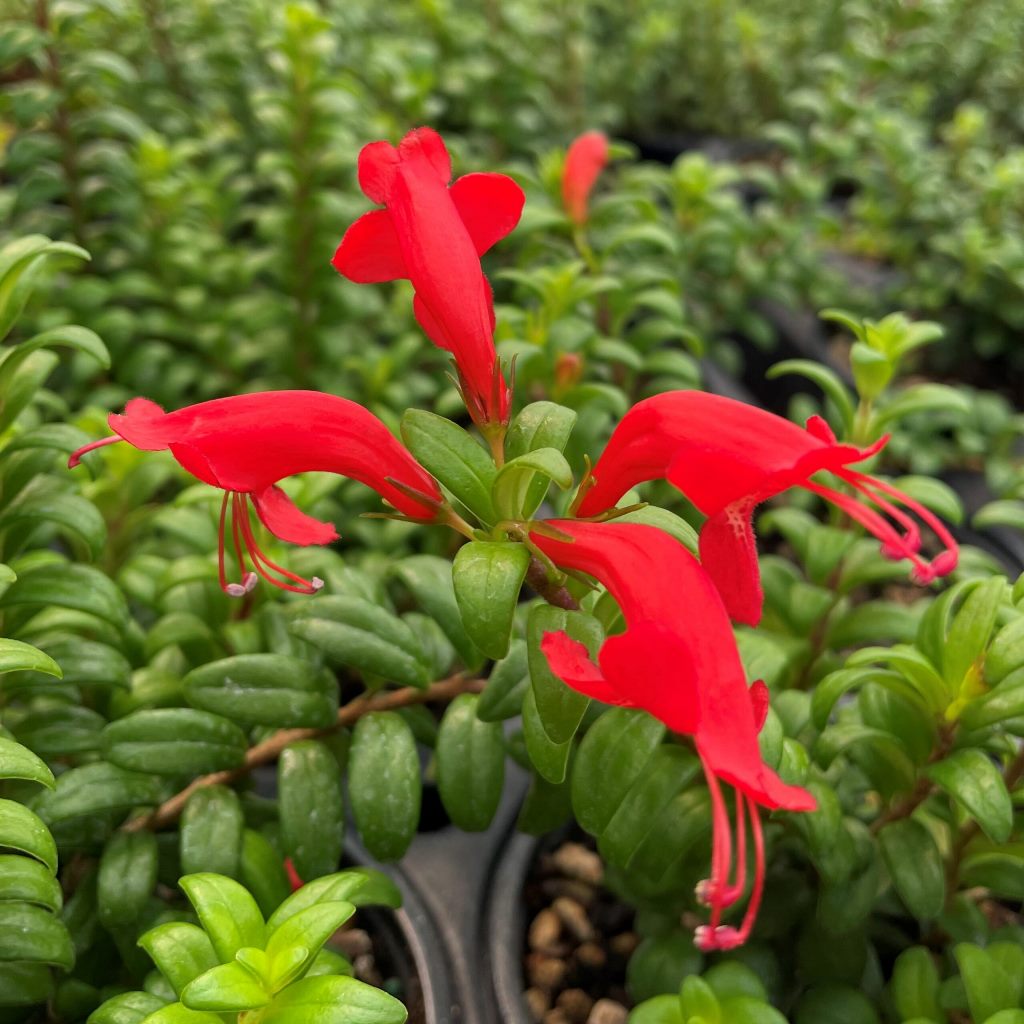 Aeschynanthus Buxifolius Plant Glossy with tubular red flowers