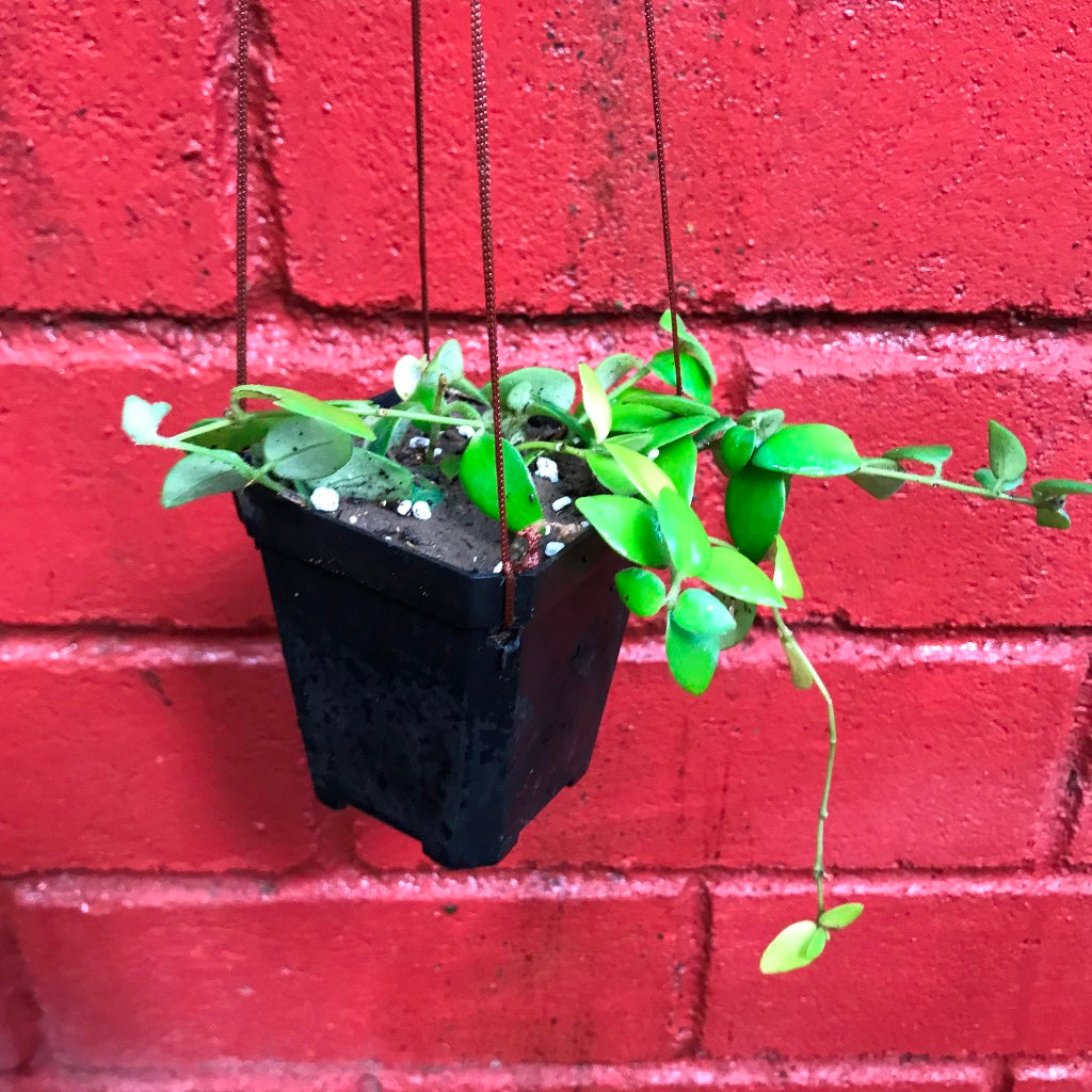Aeschynanthus Buxifolius cascading from a hanging basket.