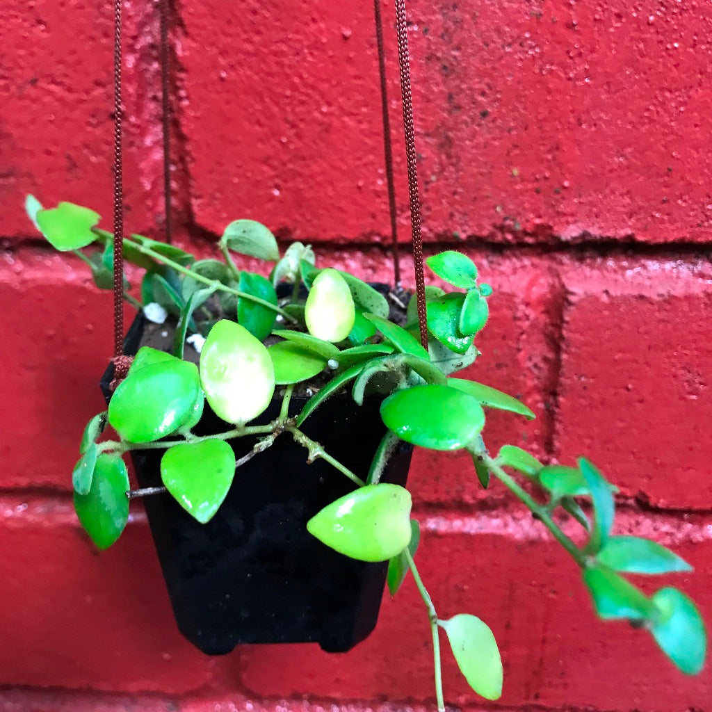 Aeschynanthus Buxifolius Plant with black hanging pot