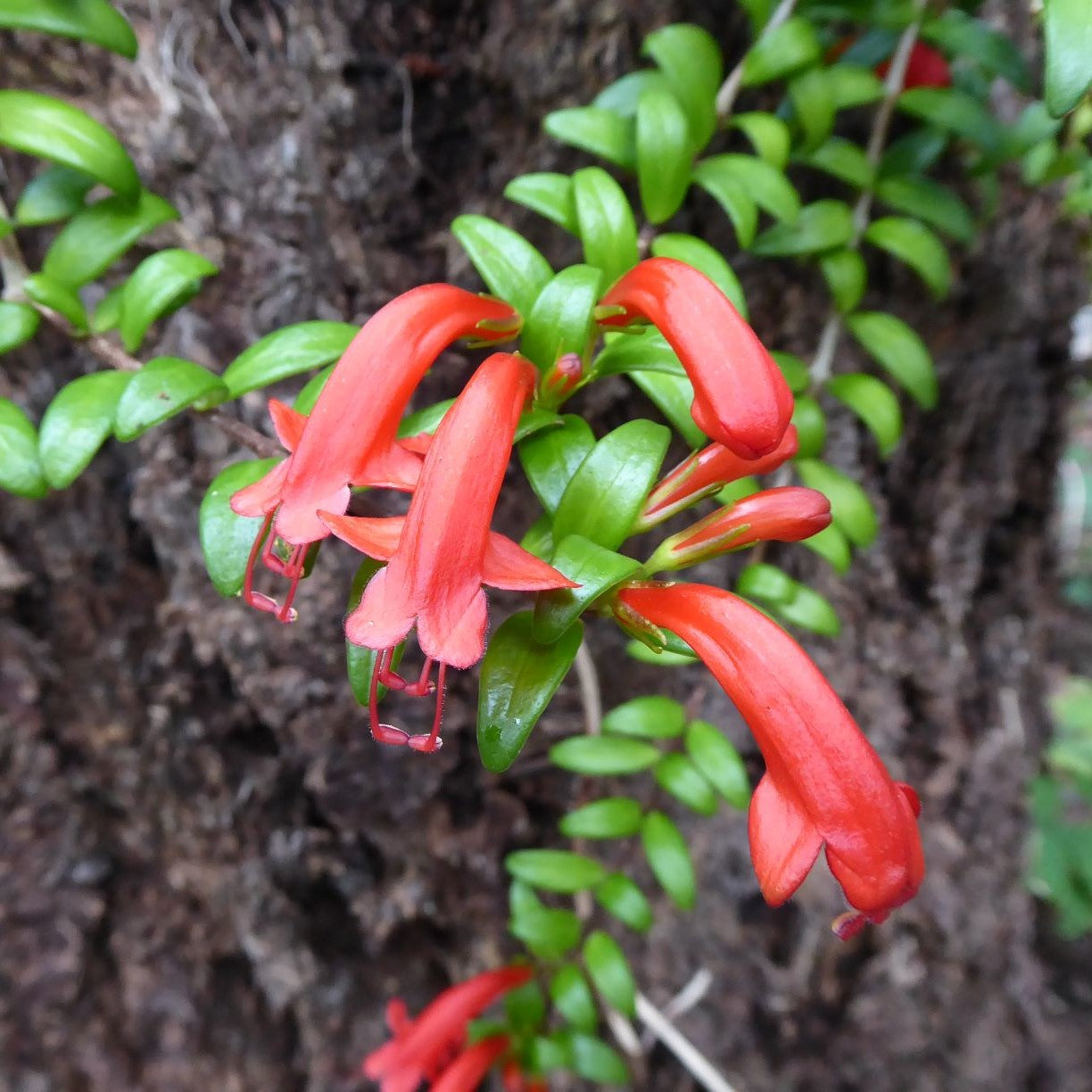 Aeschynanthus Buxifolius with Glossy green leaves cascading from a hanging basket.
