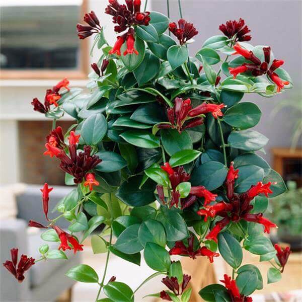 Aeschynanthus Lobbianus Plant red tubular flowers