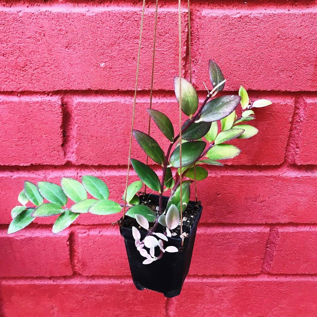 Aeschynanthus Radicans Plant - myBageecha