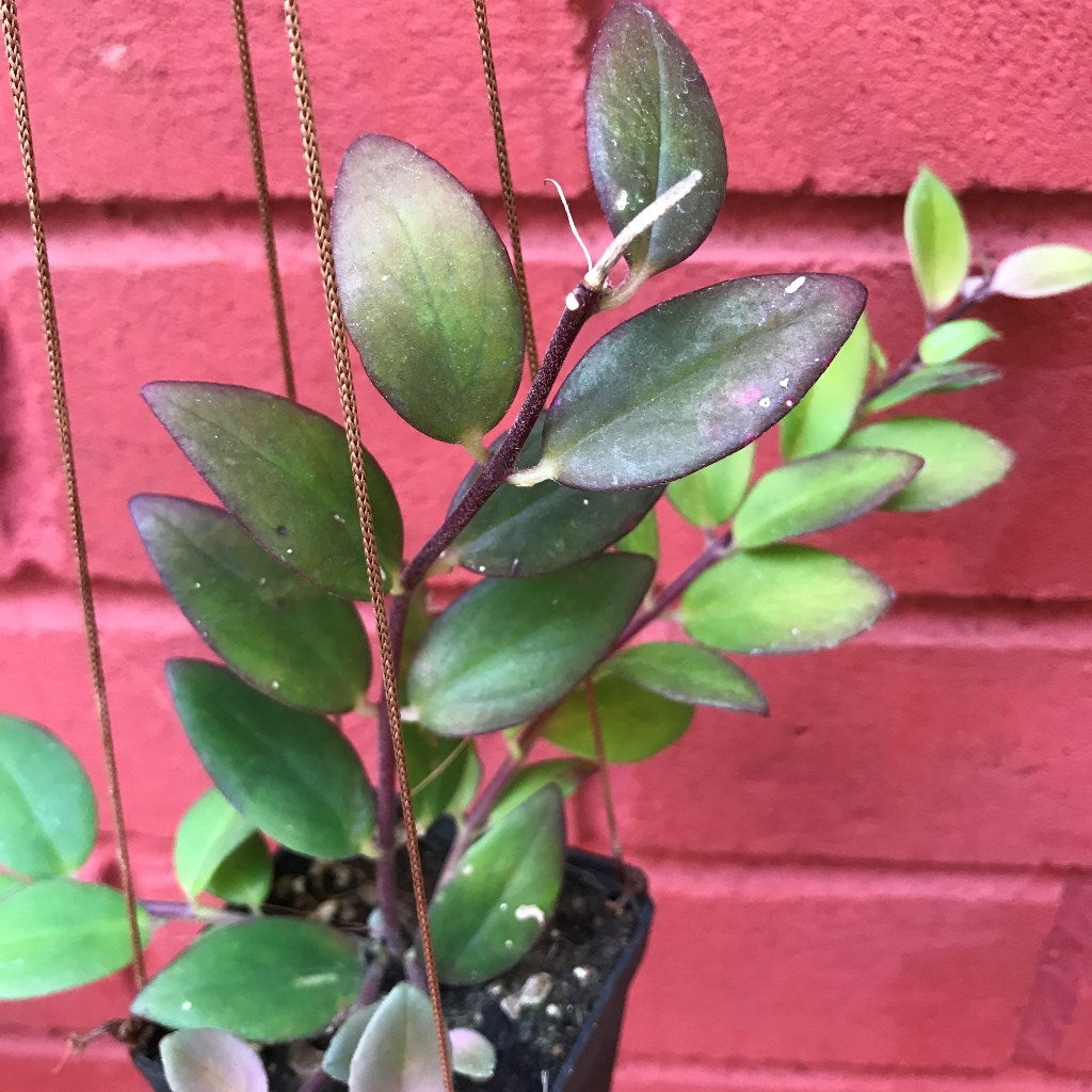 Aeschynanthus Radicans Plant - myBageecha