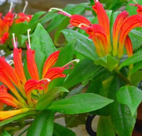 Aeschynanthus Xsplendidus Plant - myBageecha
