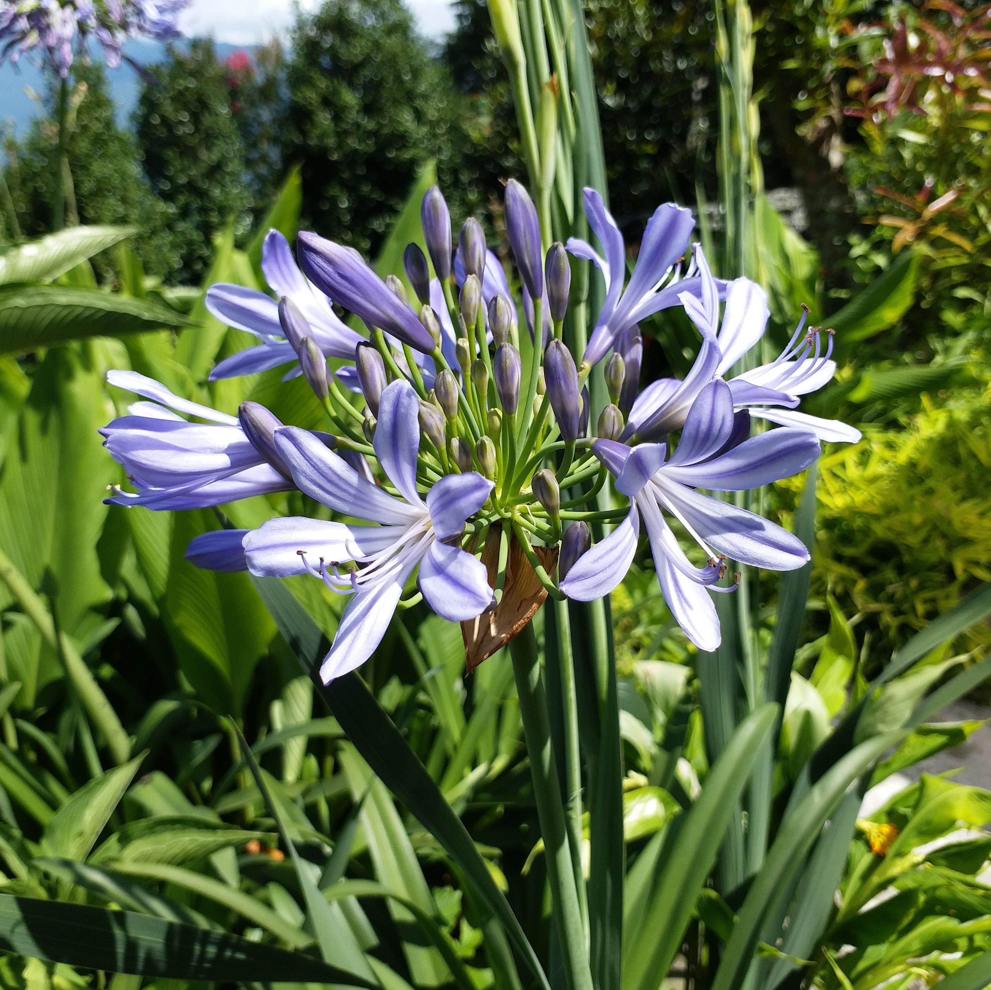 Agapanthus 'Praecox' (Bulbs) - myBageecha