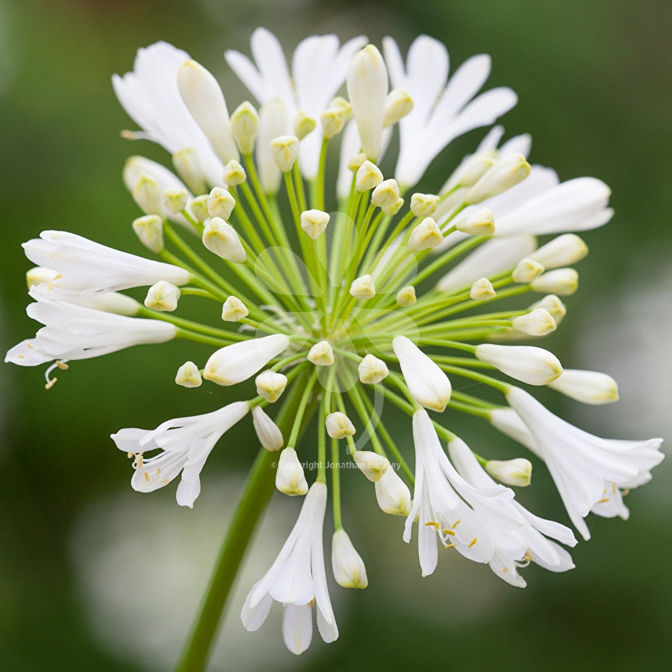 Agapanthus 'White Heaven' (Bulbs) - myBageecha