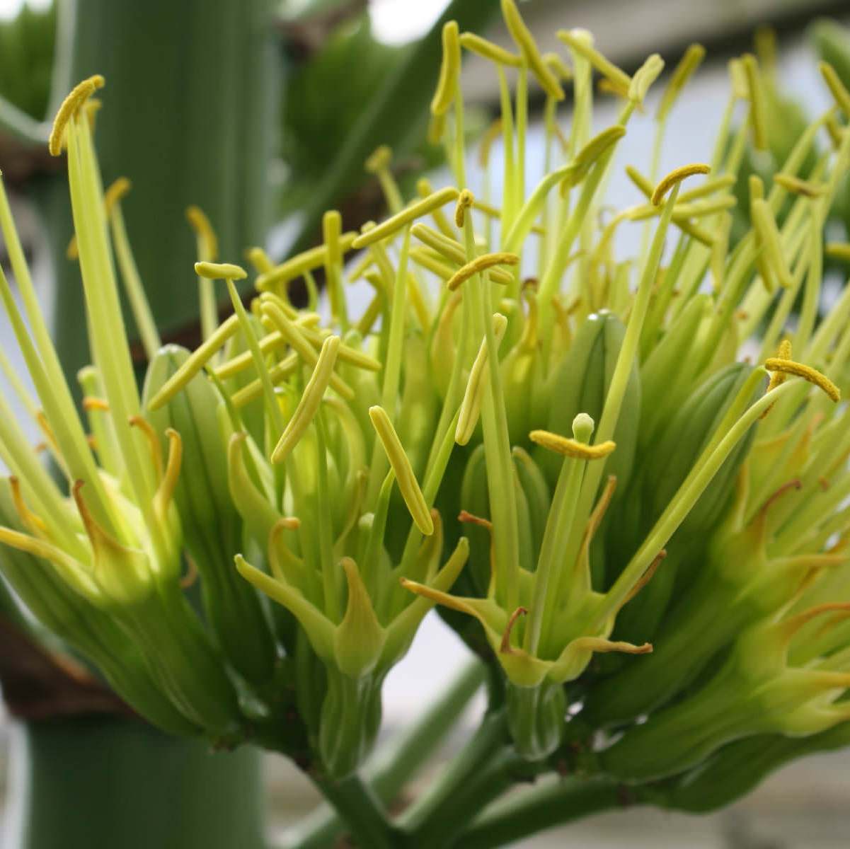 Agave Americana Marginata Plant - myBageecha
