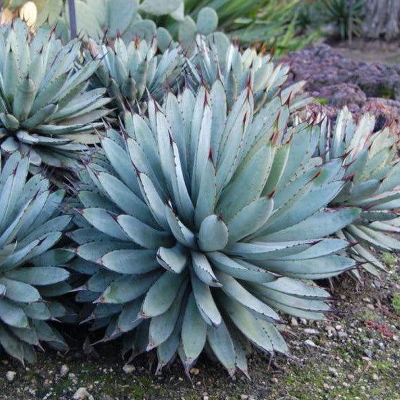 Agave Macroacantha Plant - myBageecha
