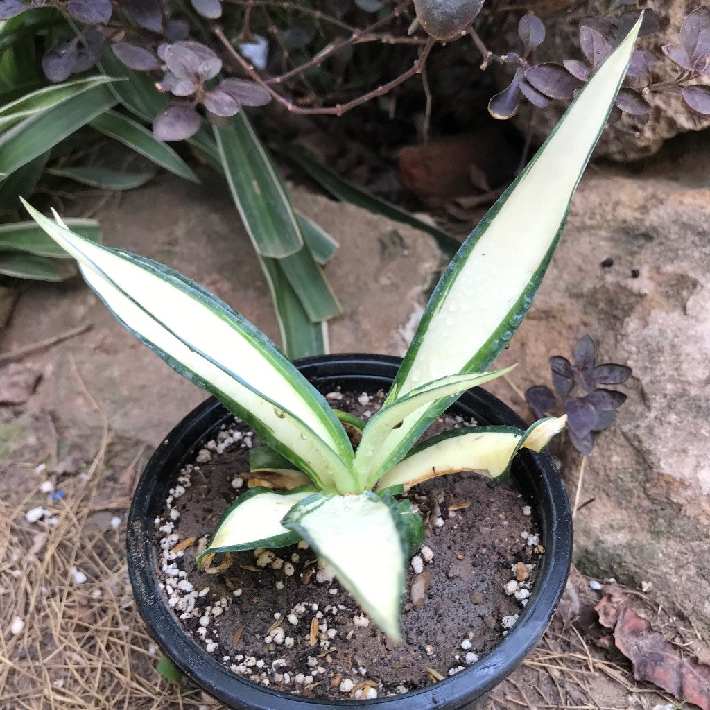 Agave Desmettiana Quicksilver Plant - myBageecha