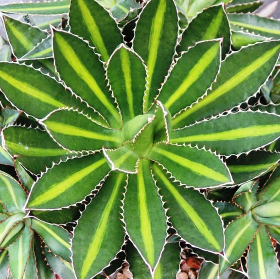 Agave Lophantha Splendida Plant - myBageecha