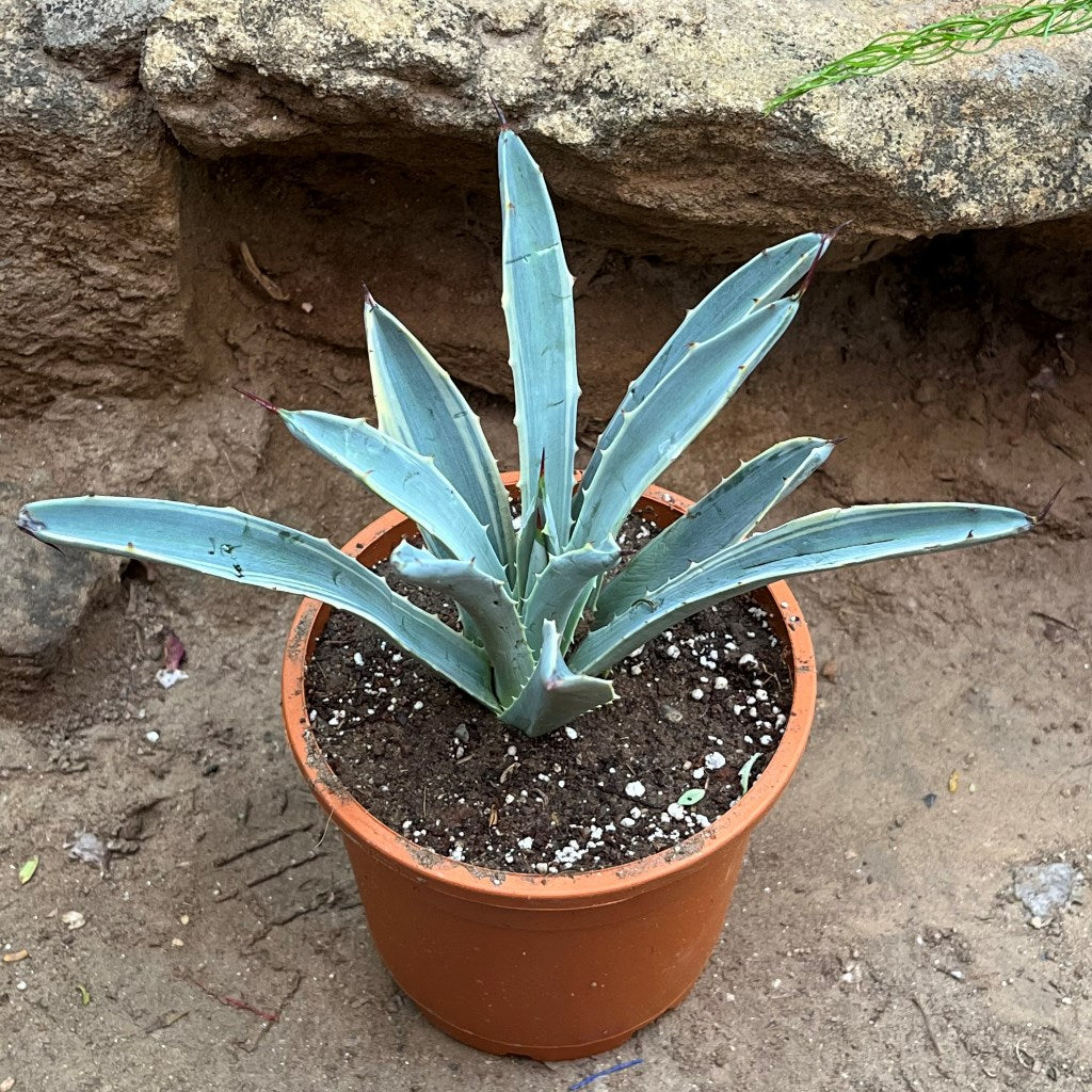 Agave Macroacantha Blue Ribbon Plant - myBageecha