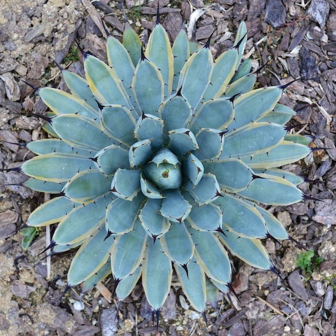 Agave Macroacantha Blue Ribbon Plant - myBageecha