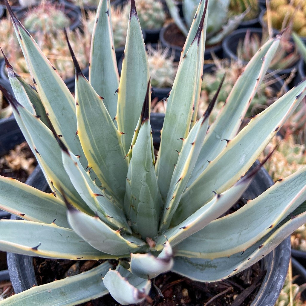 Agave Macroacantha Blue Ribbon Plant - myBageecha