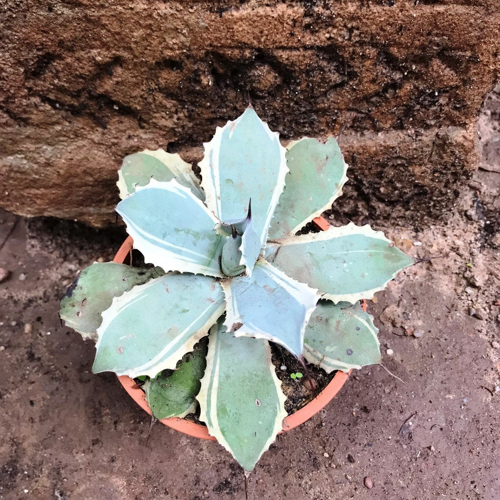 Agave Potatorum Snowfall Cactus Plant - myBageecha